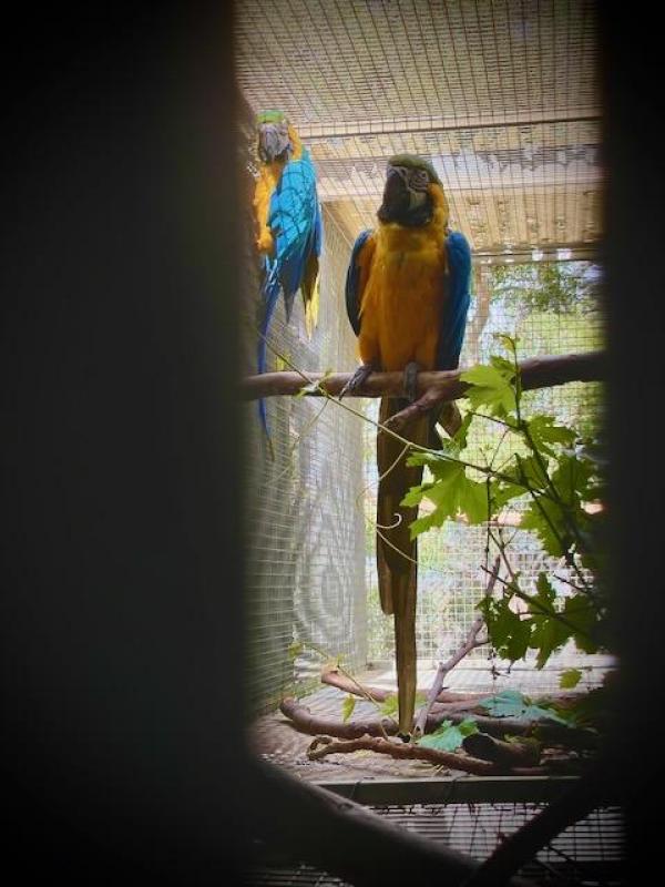 Blue & Gold Macaw (Ara Ararauna)