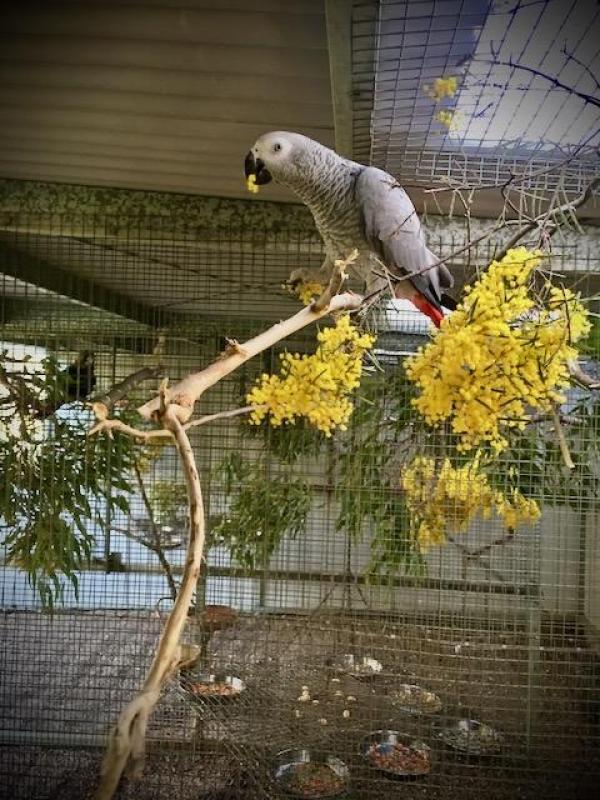 African Grey Parrot (Psittacus erithacus)