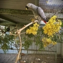 African Grey Parrot (Psittacus erithacus)