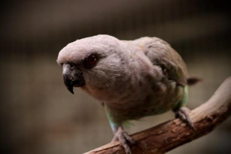 Red-bellied Parrot (Poicephalus rufiventris)