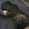 Forest red-tailed black Cockatoo (Calyptorhynchus banksii naso)
