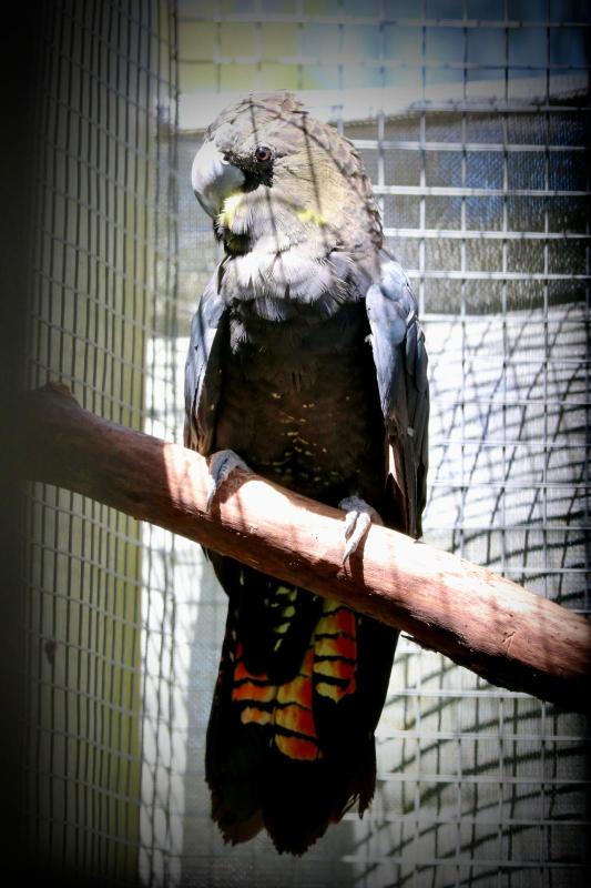 Glossy black Cockatoo (Calyptorhynchus lathami)
