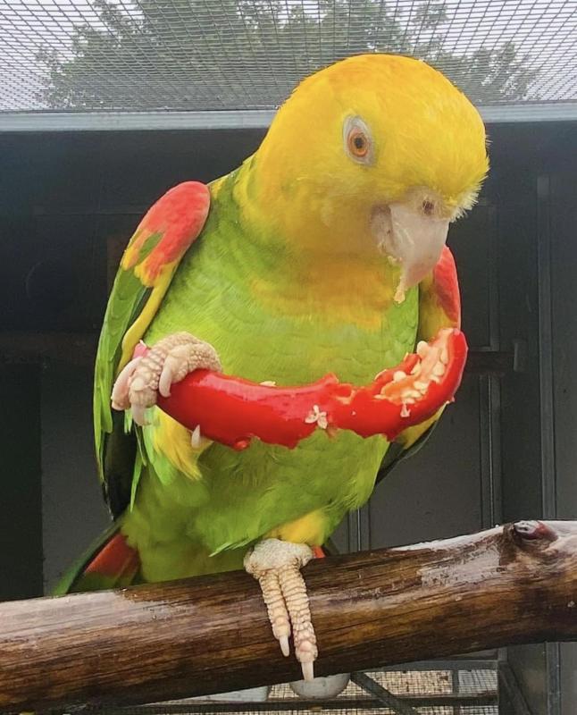 Pure Magna DYH Amazons