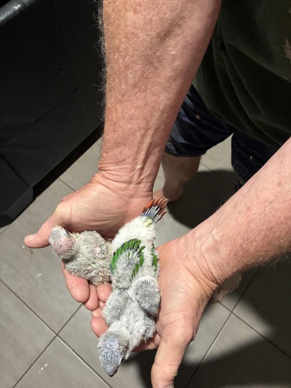 Baby green cheeked conures for handraising