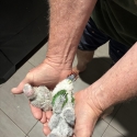 Baby green cheeked conures for handraising