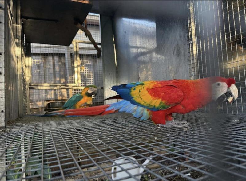 Scarlet and blue and gold macaw pair