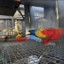 Scarlet and blue and gold macaw pair