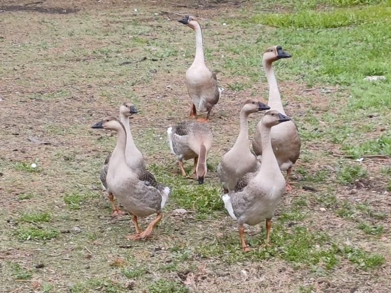 Chinese Geese