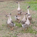 Chinese Geese