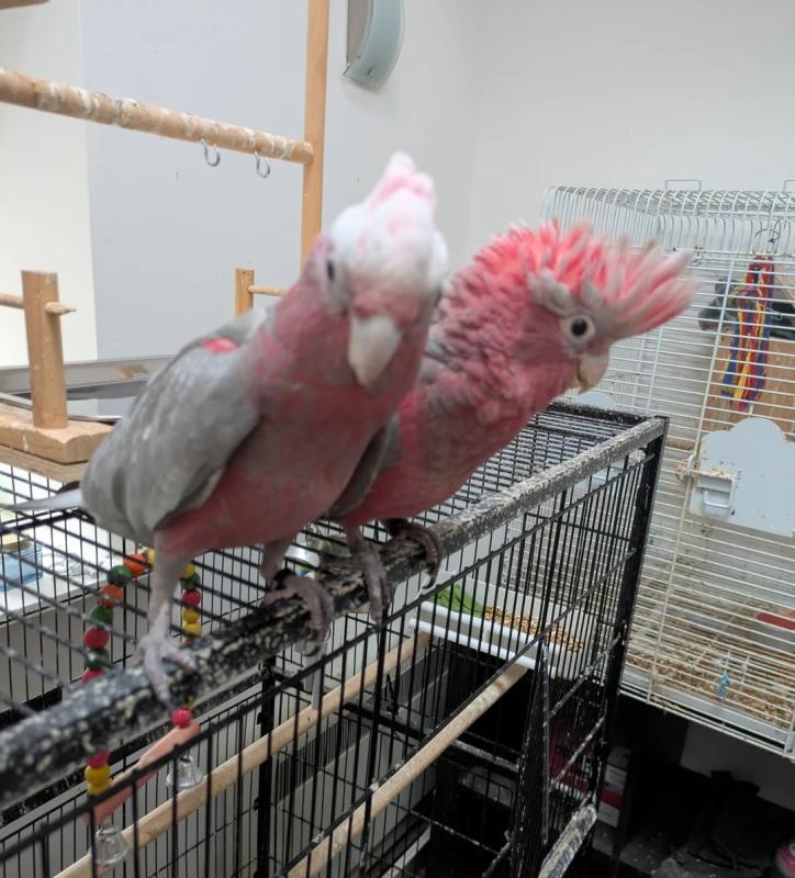 Galah cockatoos tamed