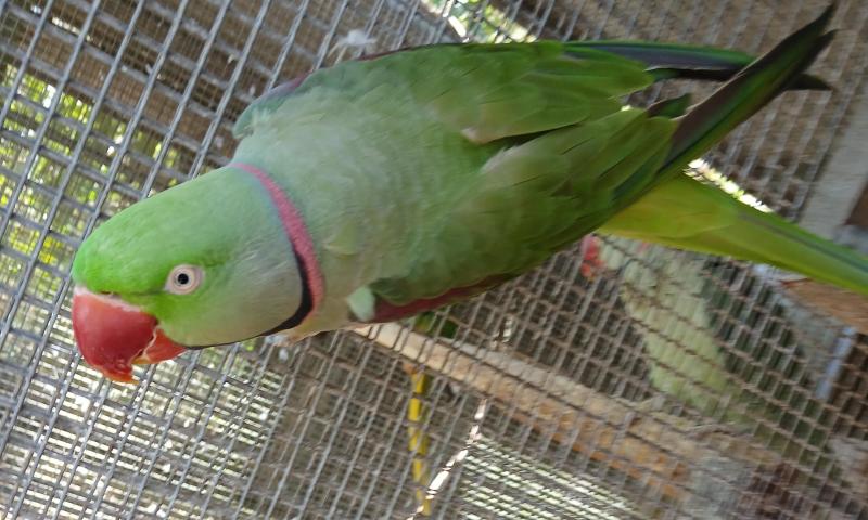 Three breeding pairs 0f Alexanderines