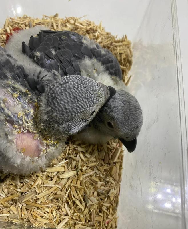 cuddly BABIES african greys