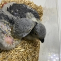 cuddly BABIES african greys