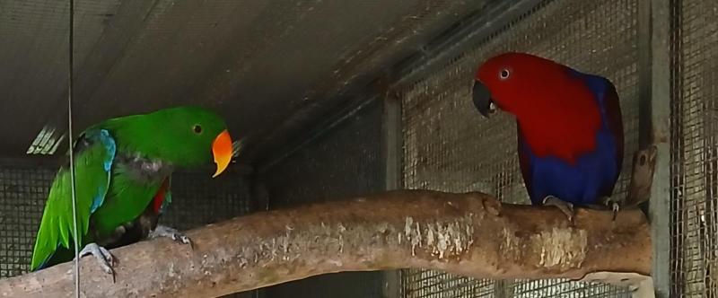 Two Bonded pairs of Eclectus parrots