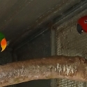 Two Bonded pairs of Eclectus parrots
