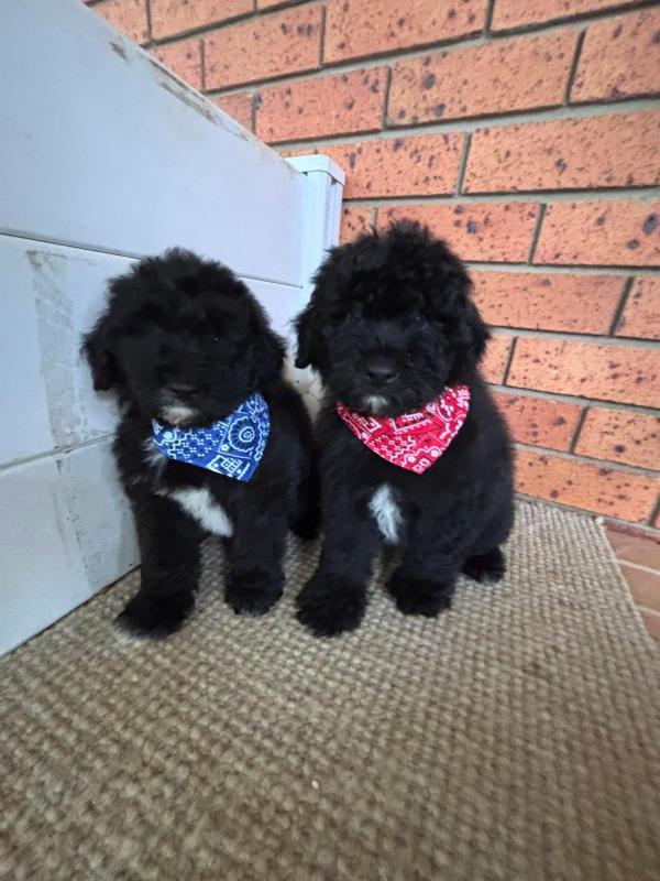 Beautiful Bordoodle puppy