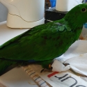 Two hand raised baby male Eclectus parrots