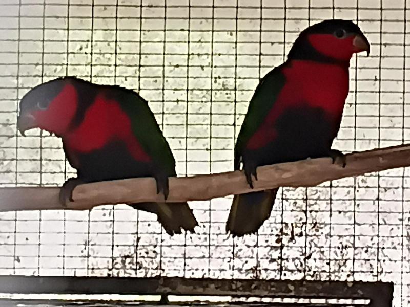 Red breasted black capped lories