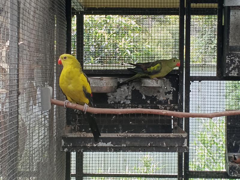 Aussie Native parrots