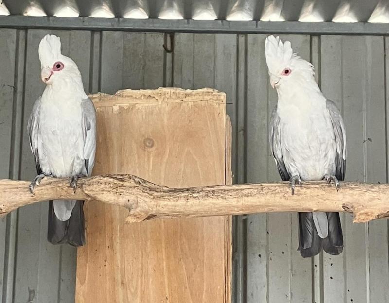 Pair of Blue Galahs