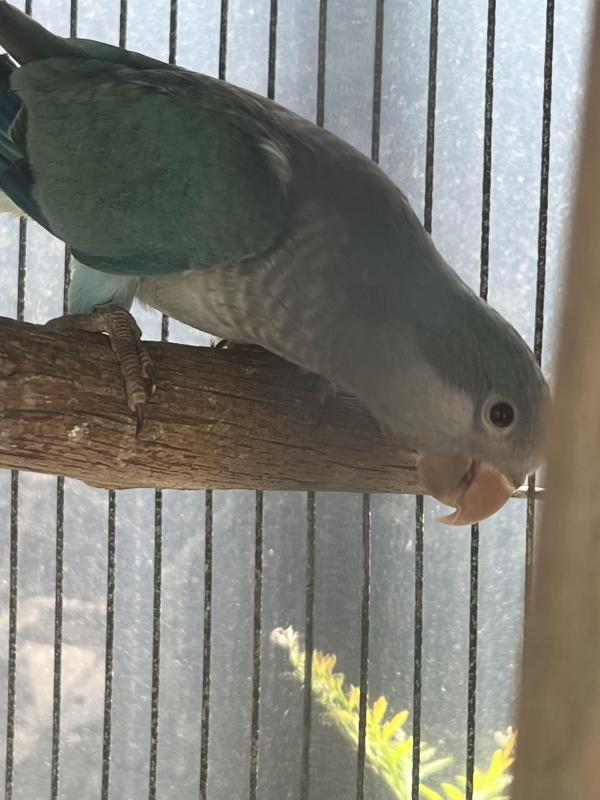 Blue Breeding Quaker Male DNA 5 Months Old