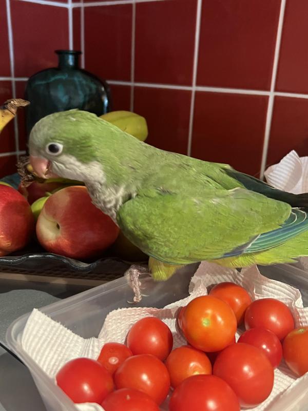 Male DNA Hand Reared Green Baby Quaker.