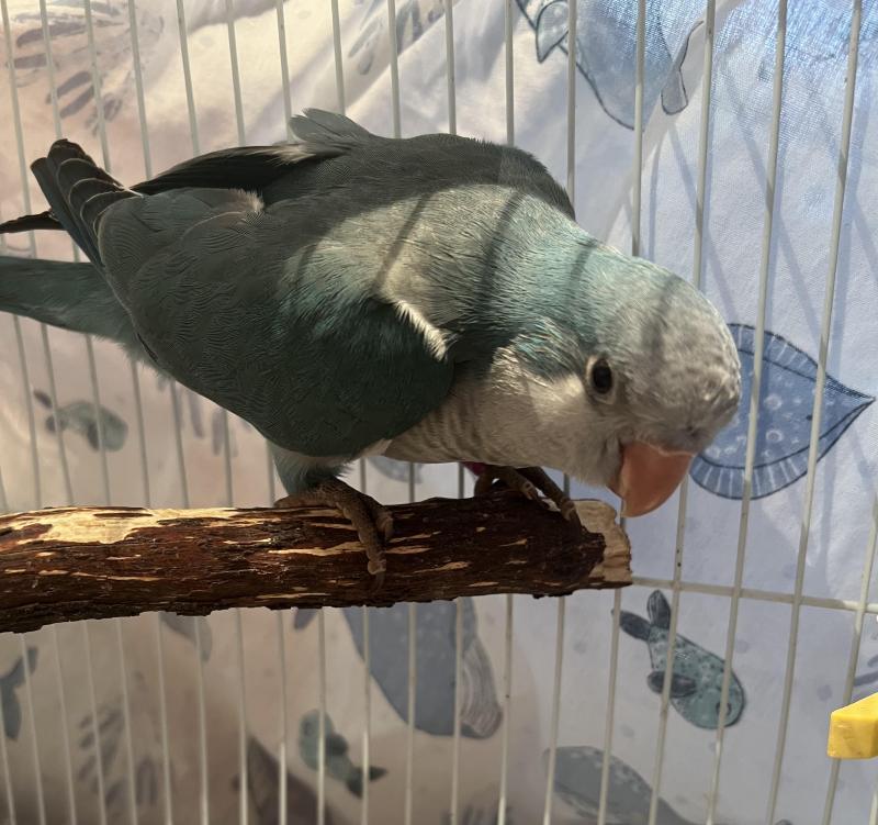 Female DNA Blue Quaker For Breeding.5 Months Old