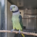Malabar Parrots.