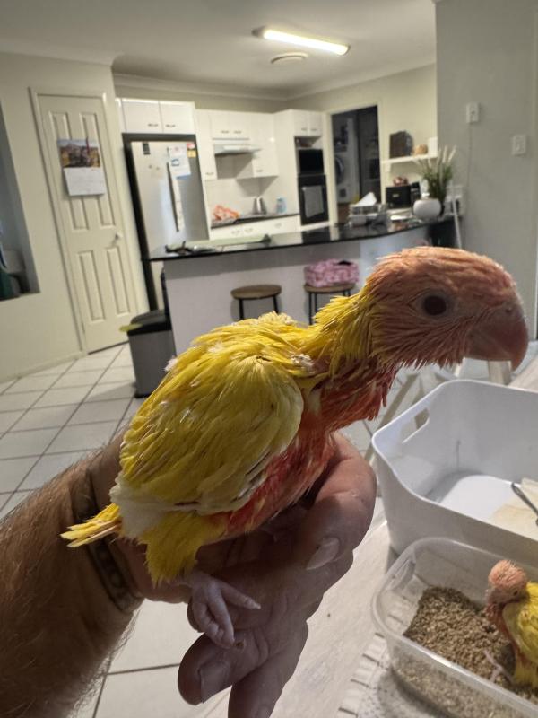 HR lutino lorikeets only 1 left
