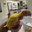 HR lutino lorikeets only 1 left