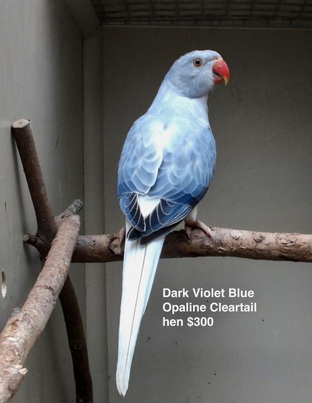 INDIAN RINGNECK MUTATIONS