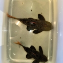 L600 Cactus Pleco breeding pair