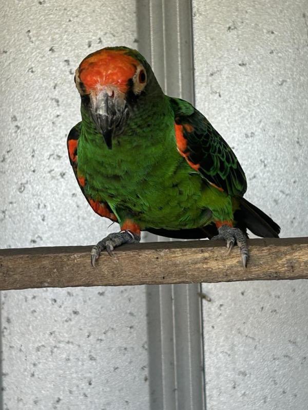 JARDINE BLACK WING COCK