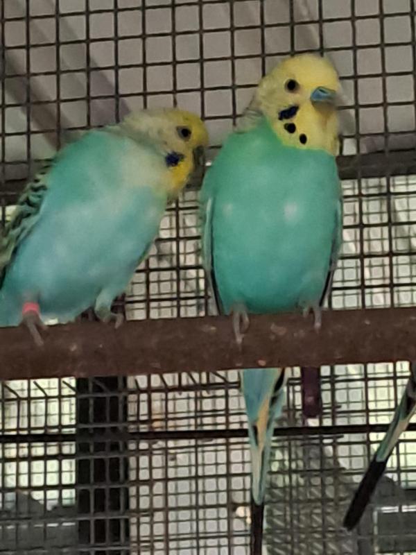 Rainbow Budgies