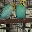 Rainbow Budgies