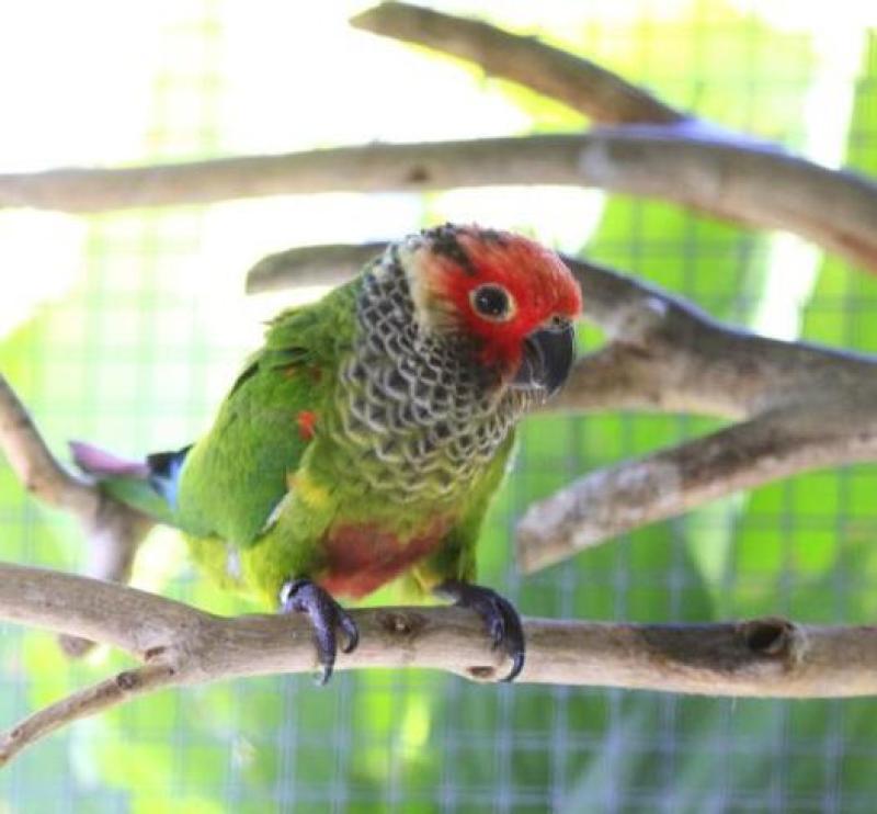 Roseifrons Conure unrleated pair