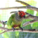 Roseifrons Conure unrleated pair
