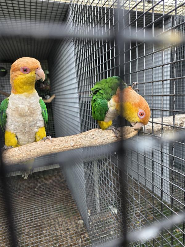 White bellied caiques