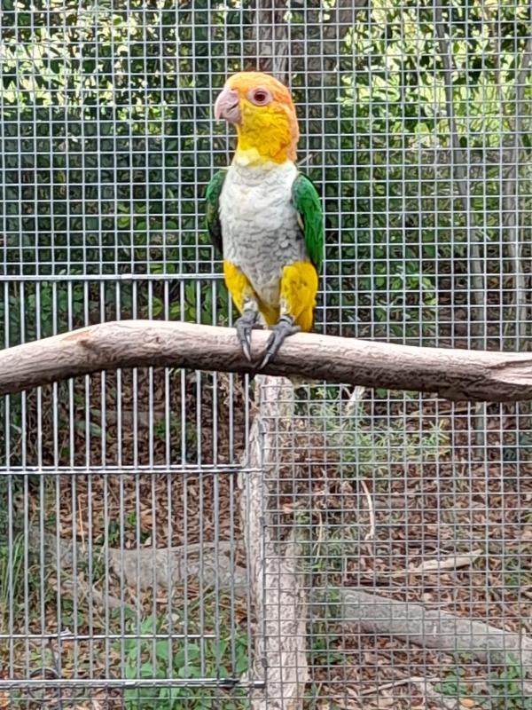 WHITE BELLIED CAIQUES