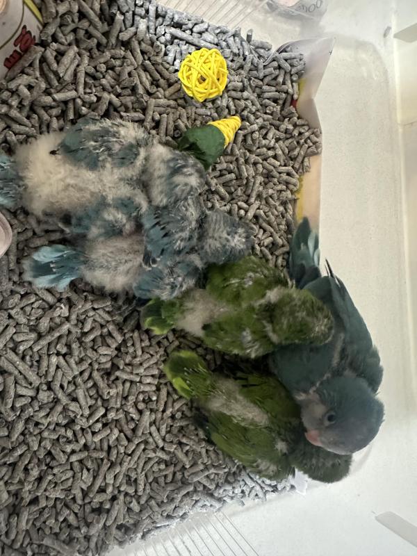 Quaker parrot chicks