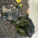 Quaker parrot chicks