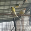 Gouldians Aussie Yellows