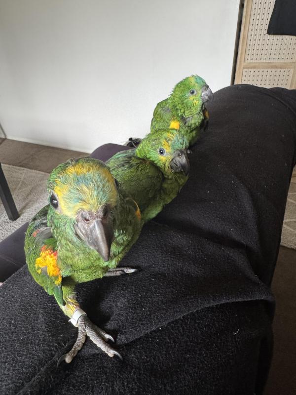 Blue fronted amazons