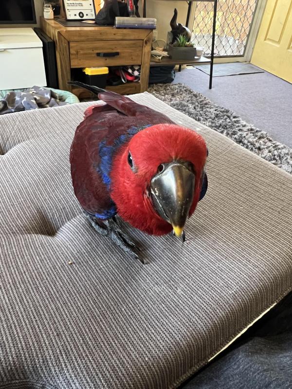 Female Handraised eclectus
