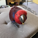Female Handraised eclectus
