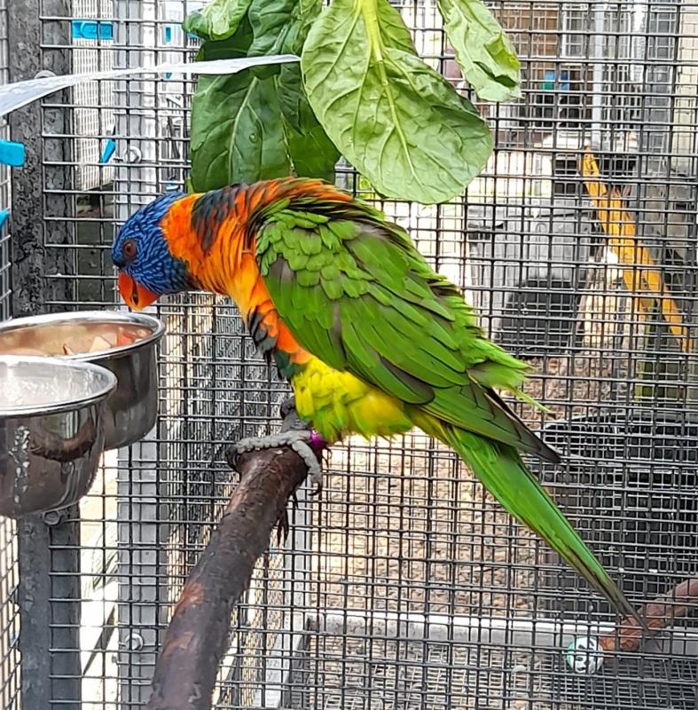 Lory & Lorikeets