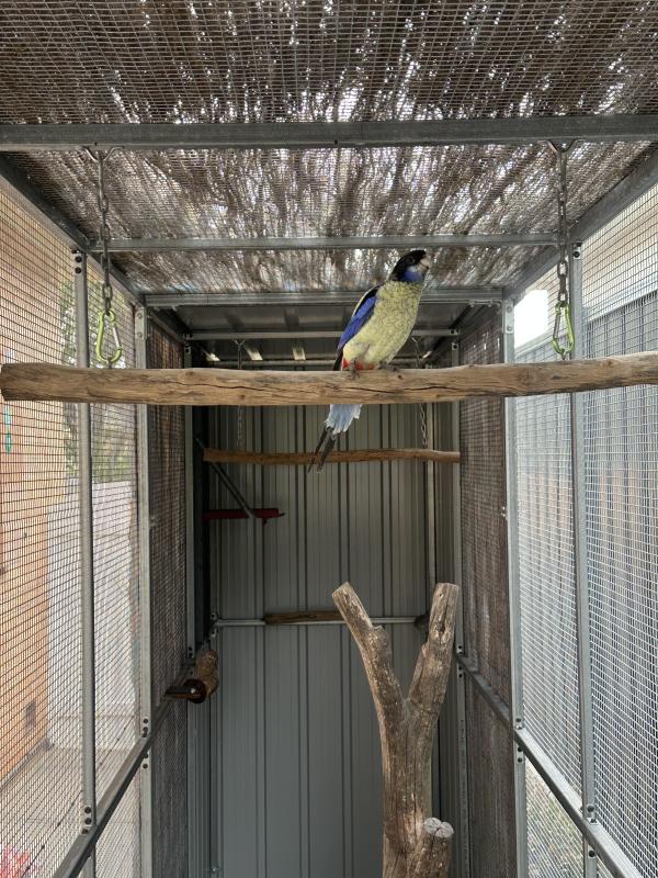 Wanted Northern Rosellas