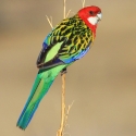 Pair of Eastern Rosellas