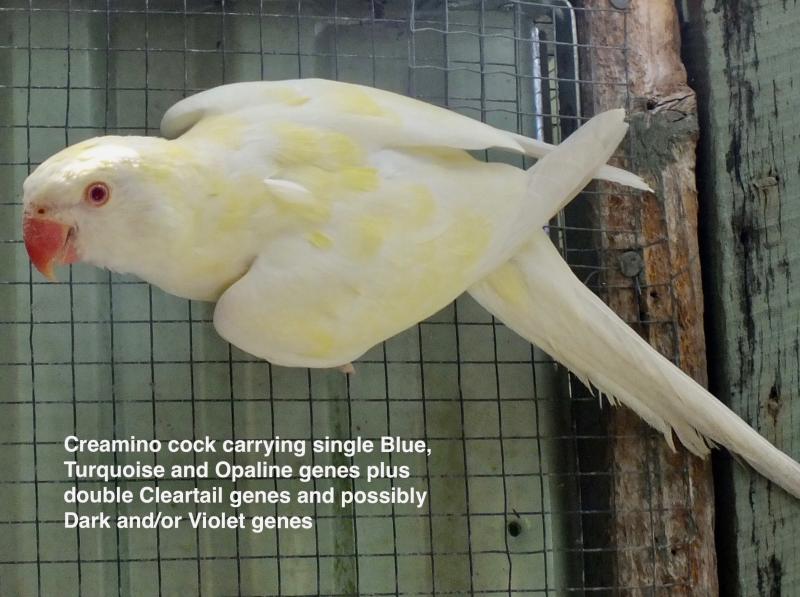 INDIAN RINGNECK MUTATIONS