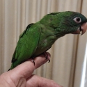 Blue crown Conure